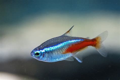 養淡水魚種類|【易養魚】新手入門必看！5款懶人必備超好養的觀賞魚 – 每日新。